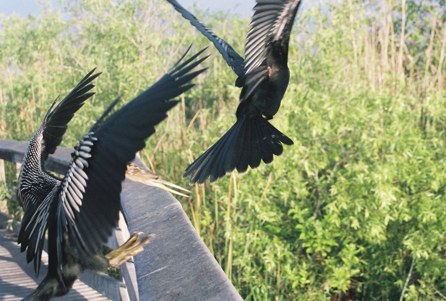 Anhinga chased off perch