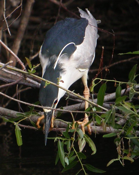 Black-crowned Night-Heron