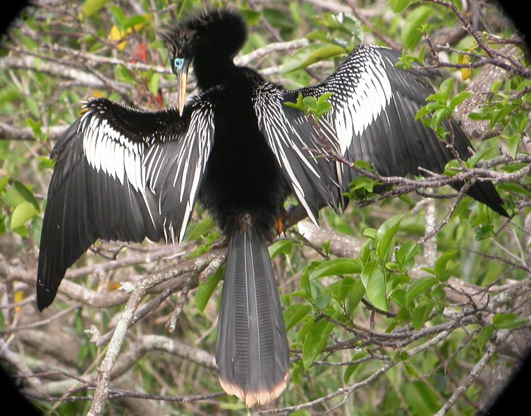 Anhinga