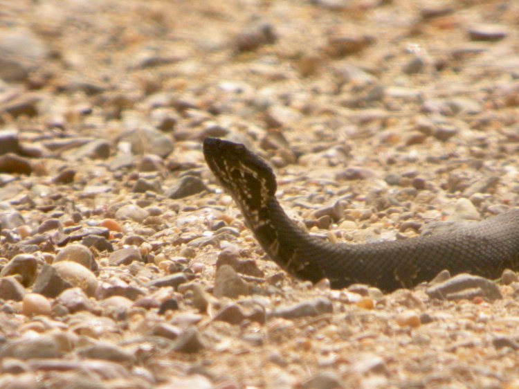 Cottonmouth