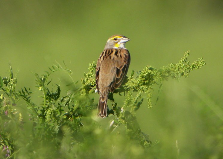 Dickcissel