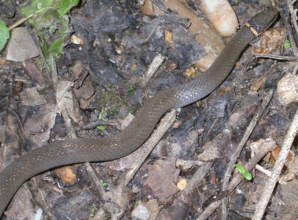 Ring-necked snake