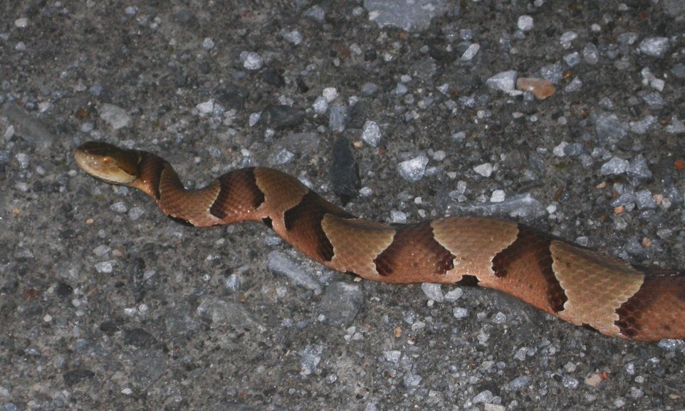 Copperhead