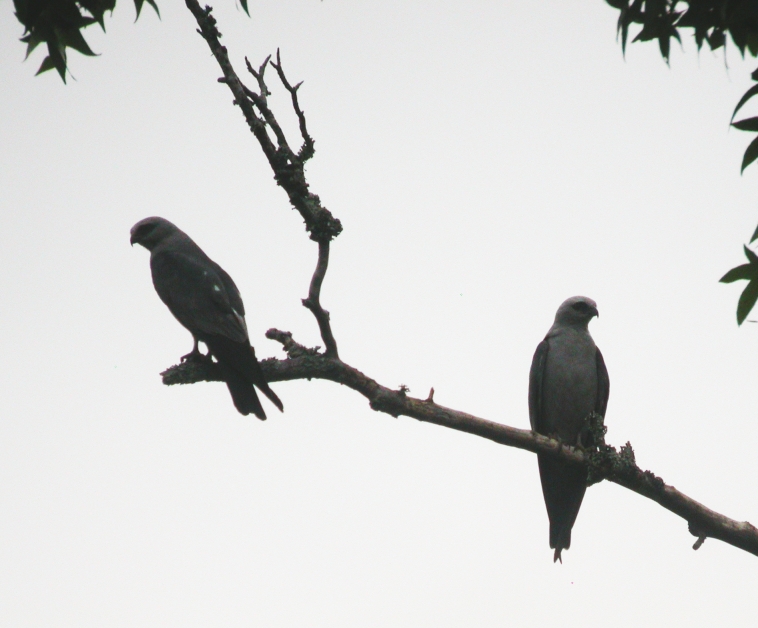 Mississippi Kites