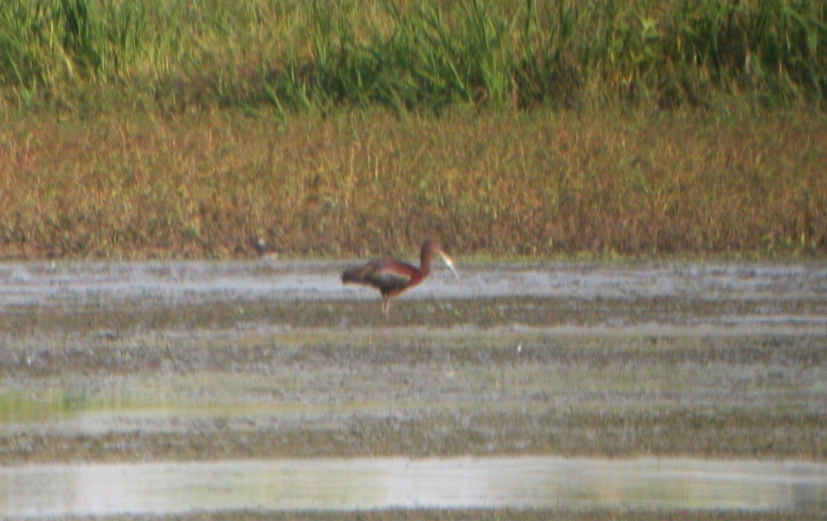 White-faced Ibis