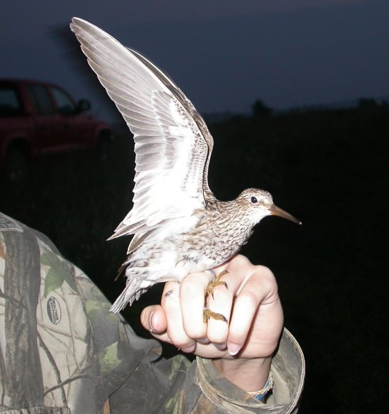 Pectoral Sandpiper