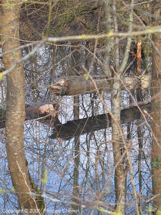 Plantation de peupliers vs castors - Poplars plantation vs beavers