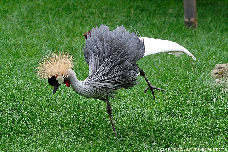 Grue couronne - Crowned crane