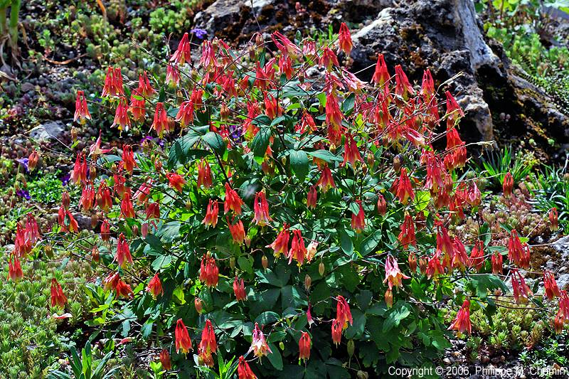 Aquilegia Canadensis