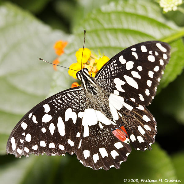 Papilio demoleus (demodocus ?)