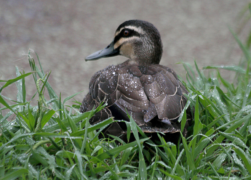 ducks_teal_etc