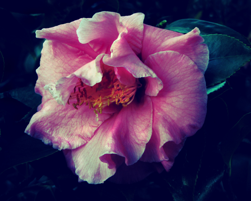 Camellia