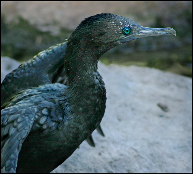 Little Black Cormorant