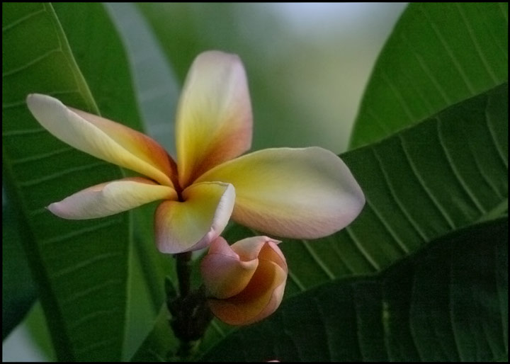 Frangipani