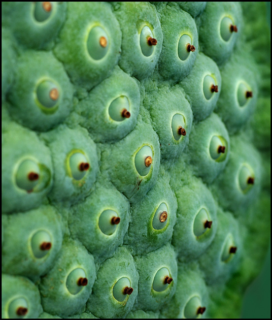 Lotus Seed Pod