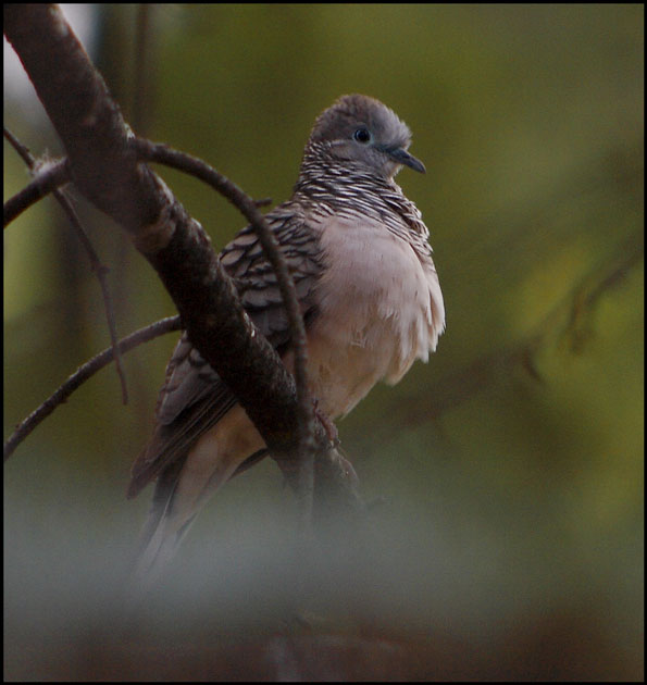 Peaceful Dove