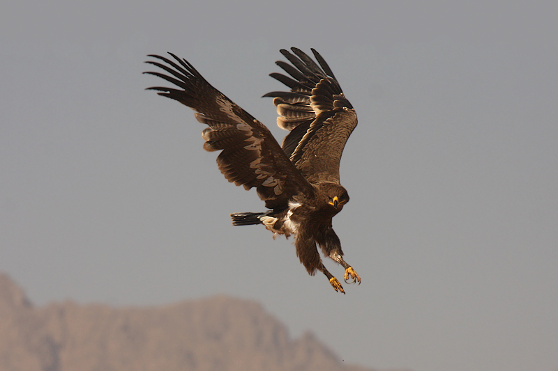 Aquila delle steppe - Steppe Eagle - Aquila nipalensis
