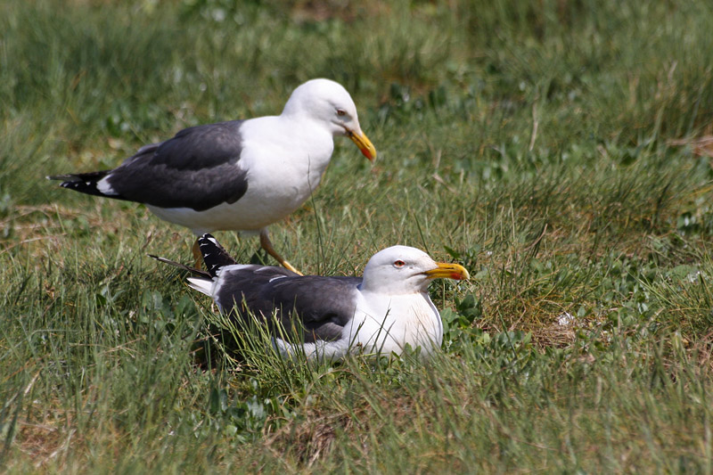 Lesser black-backed Gull - Zafferano