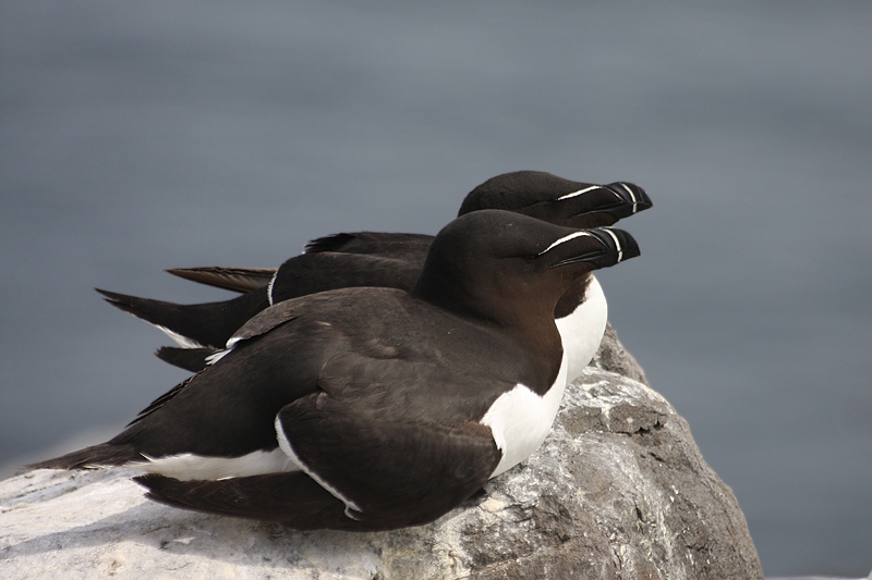 Razorbills - Gazze marine