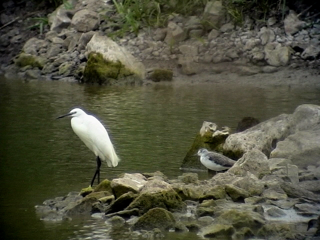 Tejinapond