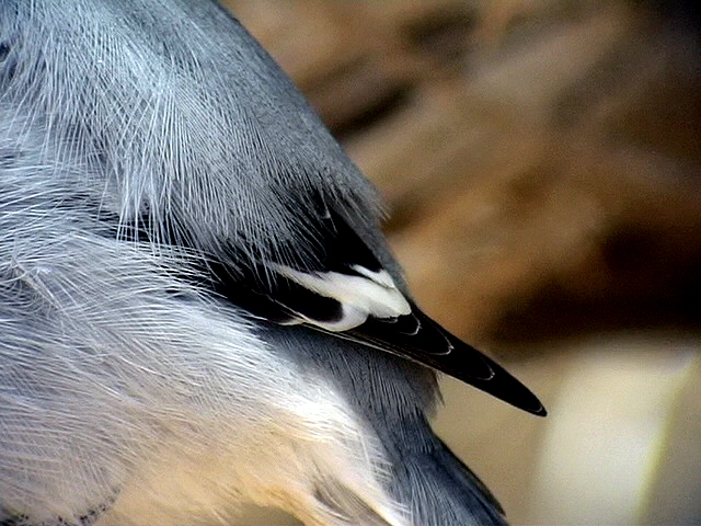 kenvarfgel<br> Sothern Grey Shrike<br> Lanius meridionalis(koenigi)