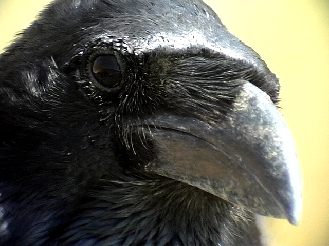 Korp<br> Raven<br> Corvus corax(tingitanus)