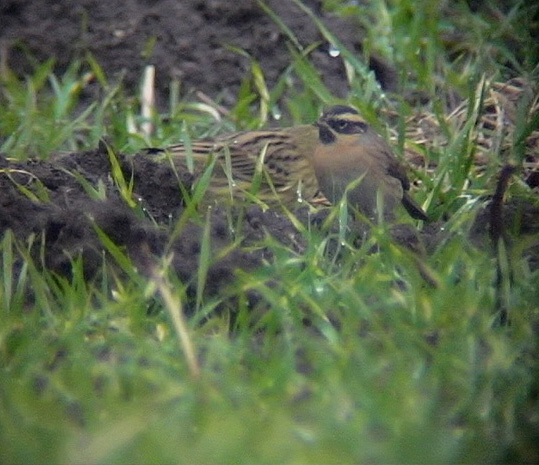 Svartstrupig jrnsparv<br>  Black-throated Accentor<br> Prunella atrogularis