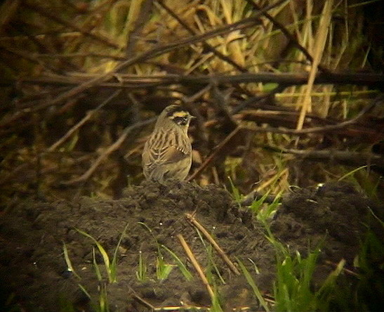 Svartstrupig jrnsparv<br>  Black-throated Accentor<br> Prunella atrogularis 