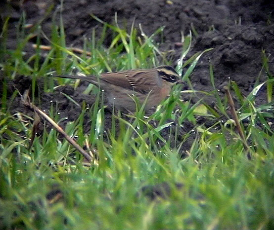 Svartstrupig jrnsparv<br>  Black-throated Accentor<br> Prunella atrogularis 