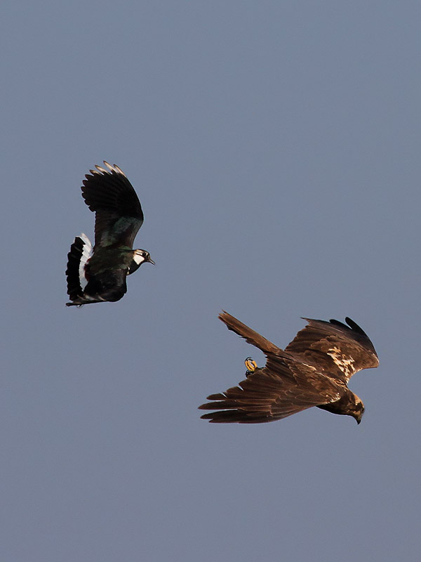 Brun krrhk<br> March harrier<br> Circus aeruginosus