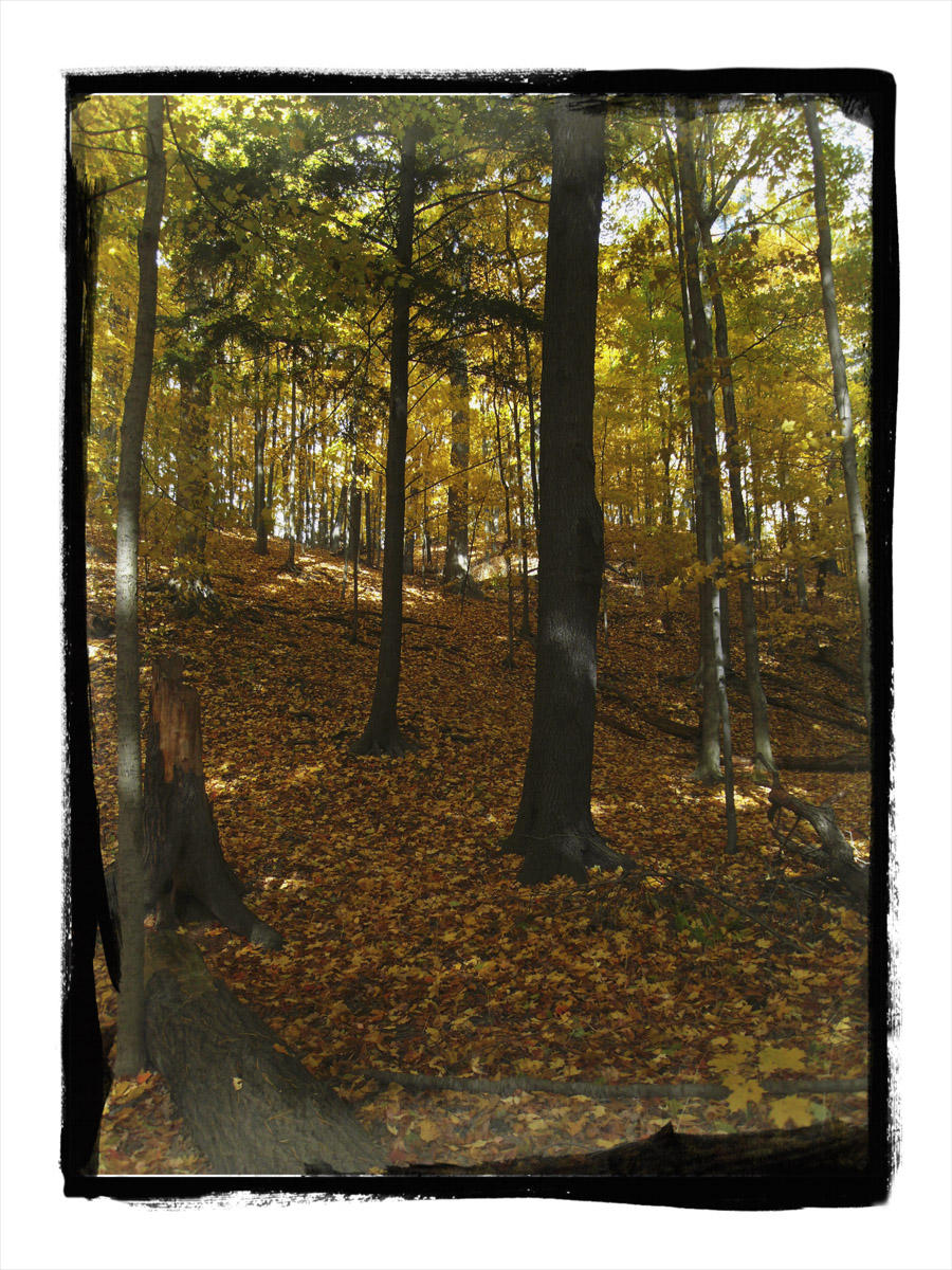 2009 - Sunnybrook Park