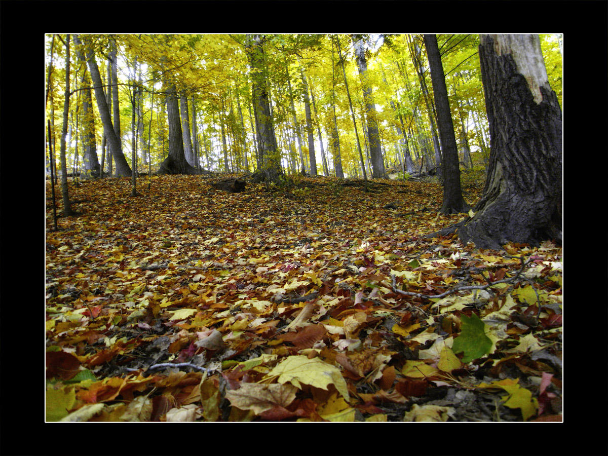 2009 - Sunnybrook Park