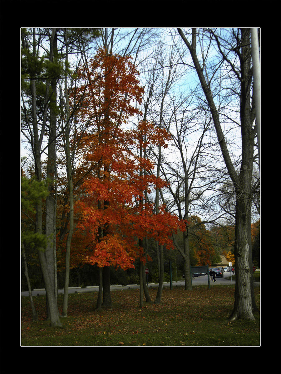 2009 - Sunnybrook Park