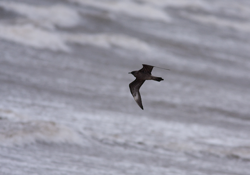 Long-tailed Jaeger - Fjllabb