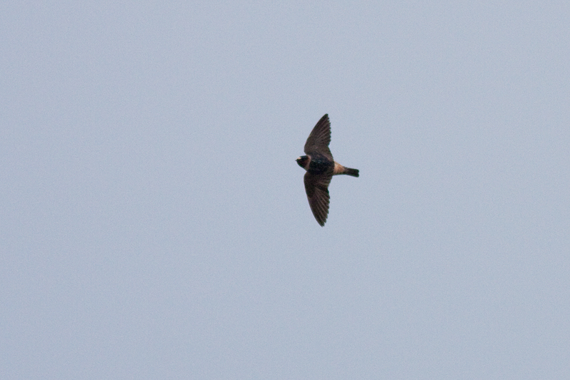 American Cliff Swallow - Stensvala