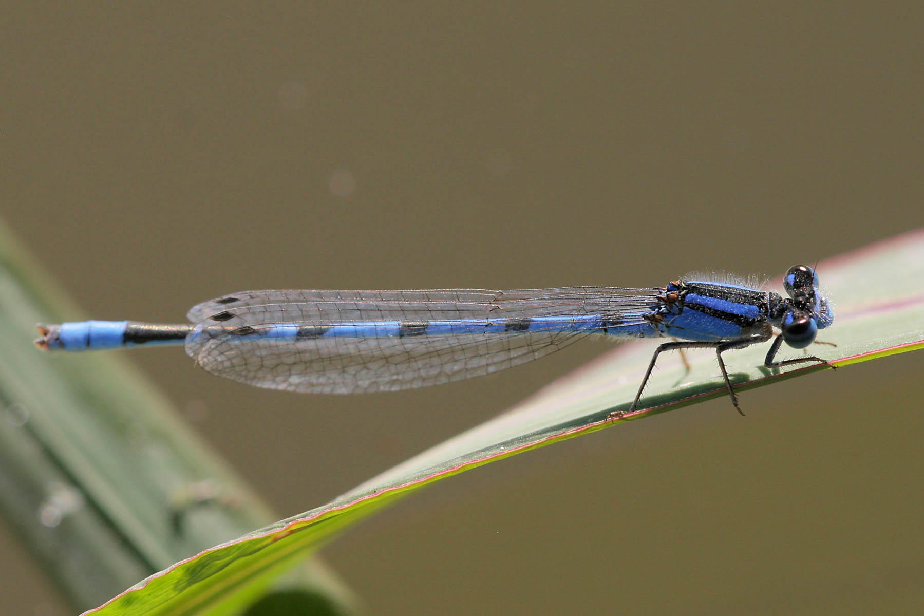 Familar Bluet