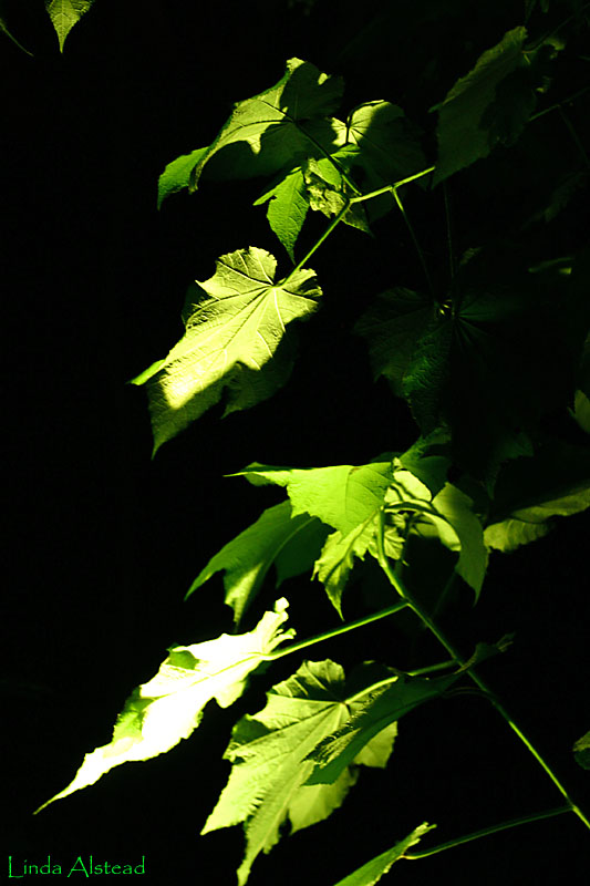 hemp in the dark