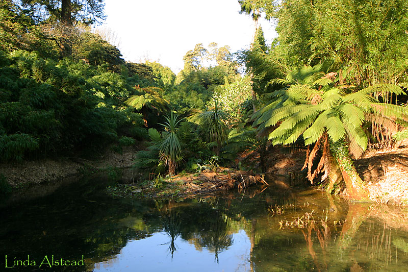 reflections of a tree fern
