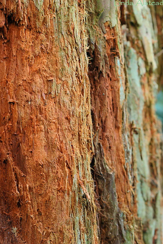 Redwood bark