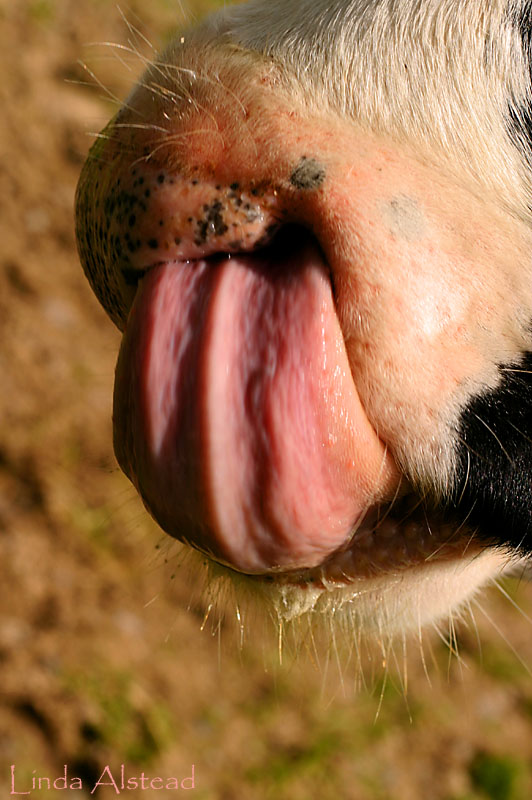 29th May 2006 - tongue up nose