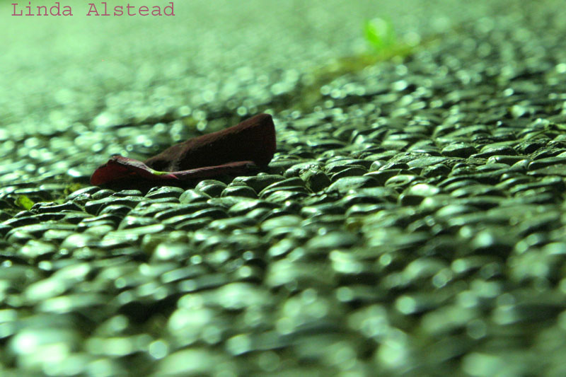 5th June 2006 - fallen