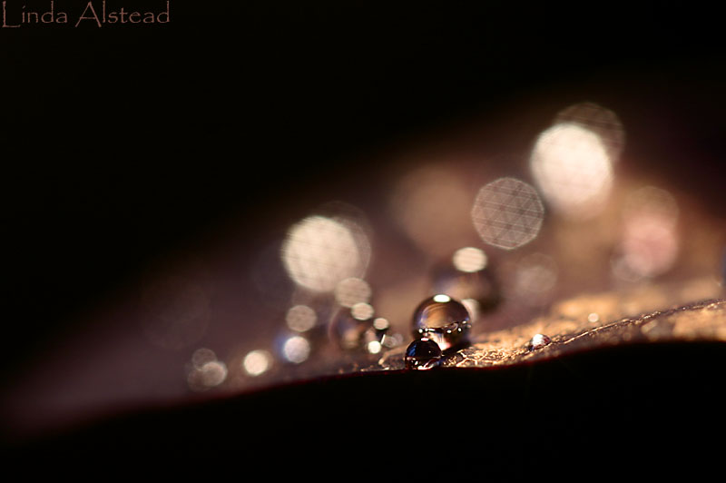 drops on cottinus