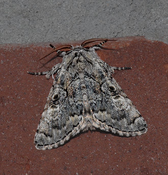 The Laugher Moth (9189)
