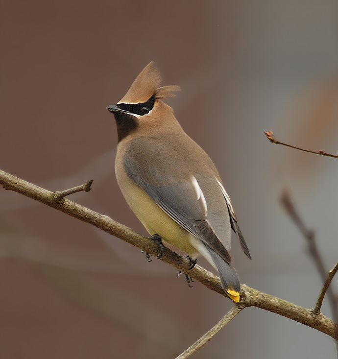 Cedar Waxwing