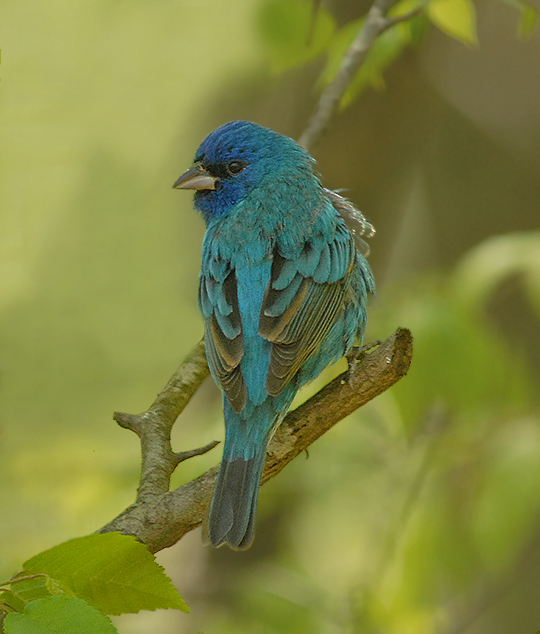 Indigo Bunting (Male)