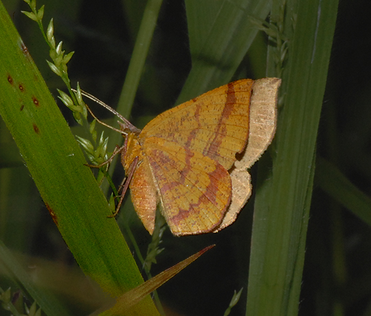 Thin-lined Erastria Moth (6705)