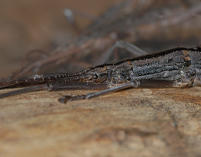 Two-striped Walkingstick