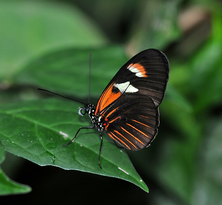 Heliconius Erato Notabilis