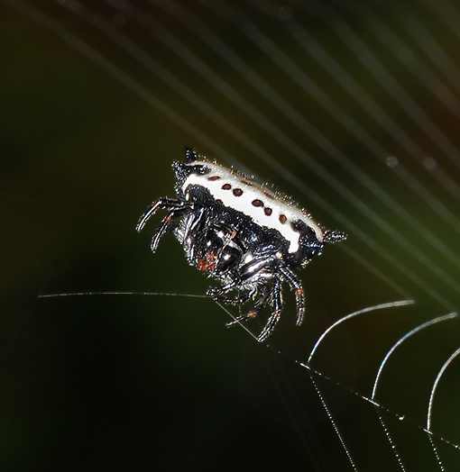 Spinybacked Orbweaver