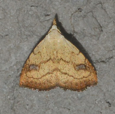 Spotted Grass Moth (8404)